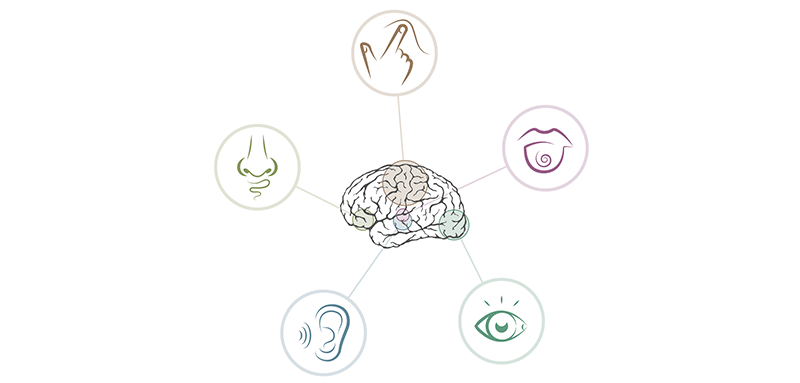 Wie viele Sinne bespielt denn Ihre Marke?